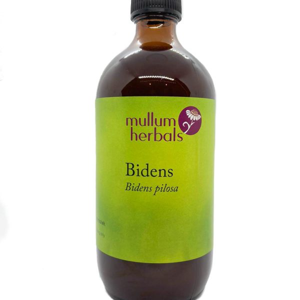 Bidens Fresh Wildcrafted Herbal Tincture