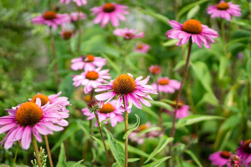 Echinacea Herbal Medicine Mullum Herbals
